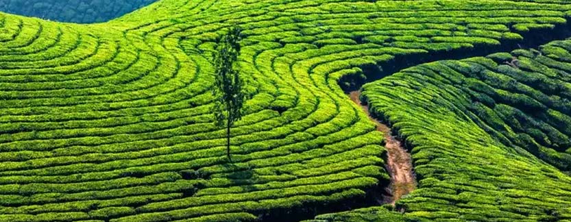 Munnar Sightseeing with Kerala golden triangle tour