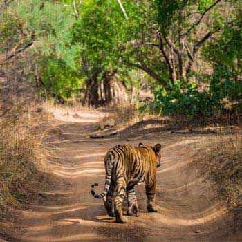 Golden Triangle Tour with Ranthambore