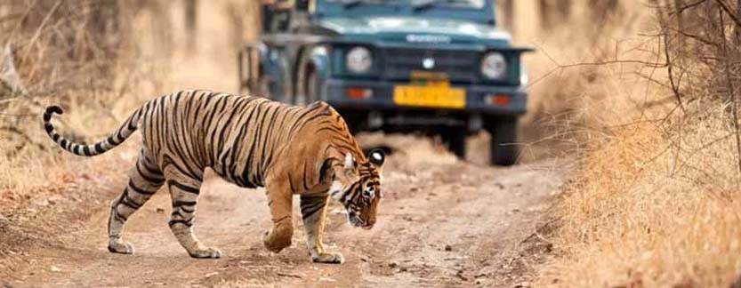 Ranthambore Tour 2 Nights 3 Days Package