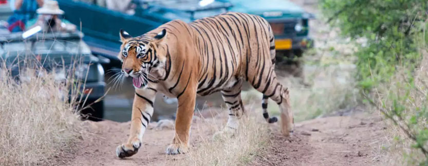 Ranthambore Tour 2 Nights 3 Days: Tour Highlights