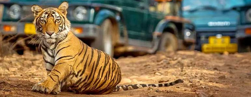 Ranthambore Tour 2 Nights 3 Days Overview