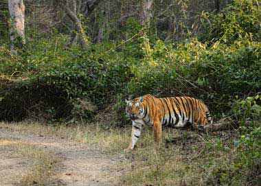 Ranthambore