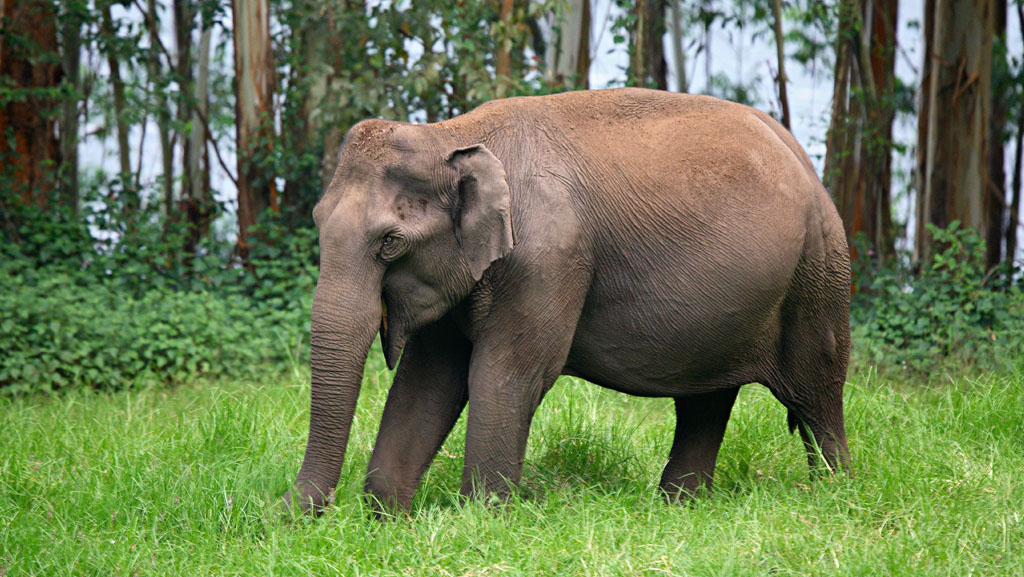 Kerala Calling: A 3 Nights & 4 Days Escape to Munnar & Thekkady