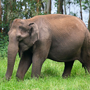 Kerala Tour