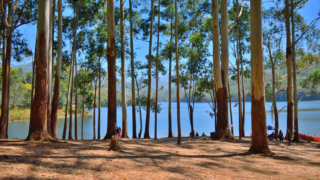 Kerala Calling: A 3 Nights & 4 Days Escape to Munnar & Thekkady