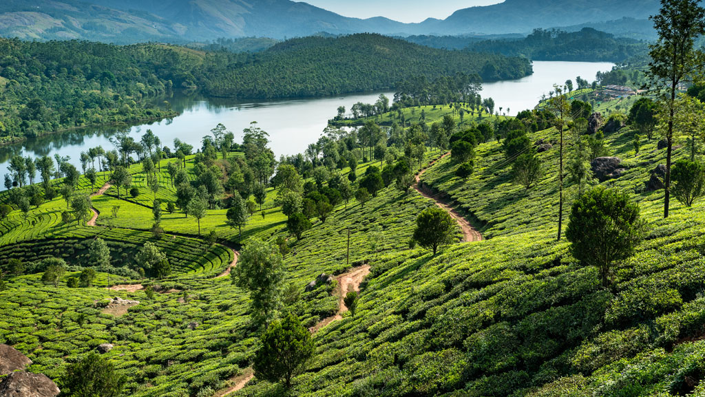 Kerala Calling: A 3 Nights & 4 Days Escape to Munnar & Thekkady